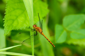 Meadowhawk Dragonfly on Leaf in Summer