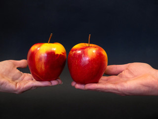 Beautiful red apples hold female and male hands.