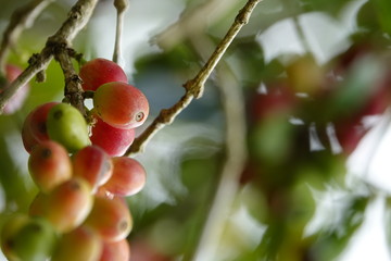 top quality raw coffee beans