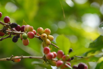 top quality raw coffee beans