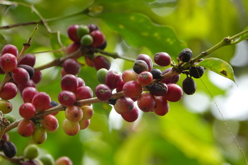 top quality raw coffee beans