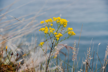 Charming Provence, yellow flower and dry grass against the background of blue Mediterranean Sea in spring