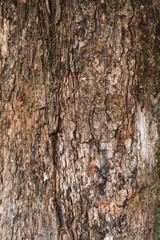 full frame image of a old and aged tree bark for background. vertical orientation
