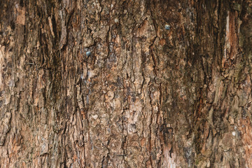 full frame image of a old and aged tree bark for background. horizontal orientation