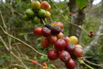 top quality raw coffee beans