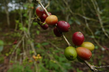 top quality raw coffee beans