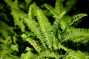 Pattern or textures of fern leaves on green background.