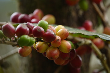 top quality raw coffee beans