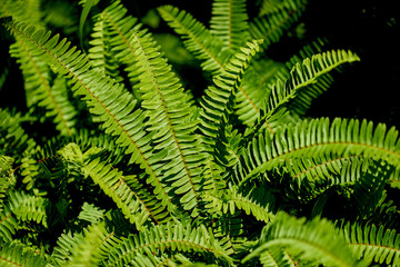 Pattern fern leaves on green background.