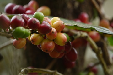 top quality raw coffee beans