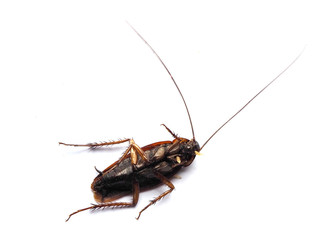 Dead cockroach with a worm eat away at the cockroach carcass on the white blackground.