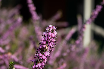 Winter Heath Flowers in Bloom in Winter