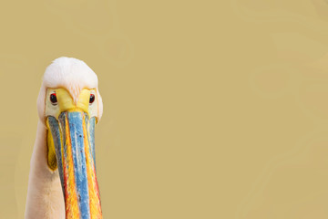 funny looking bird - pelican head isolated with copy space © Florin
