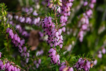 Winter Heath Flowers in Bloom in Winter