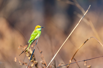 The green bird alone in the meadow autumn after the fire.