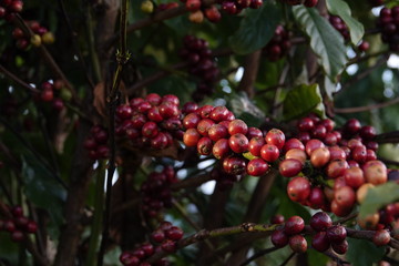 colorful coffee berries 