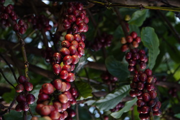 colorful coffee berries 