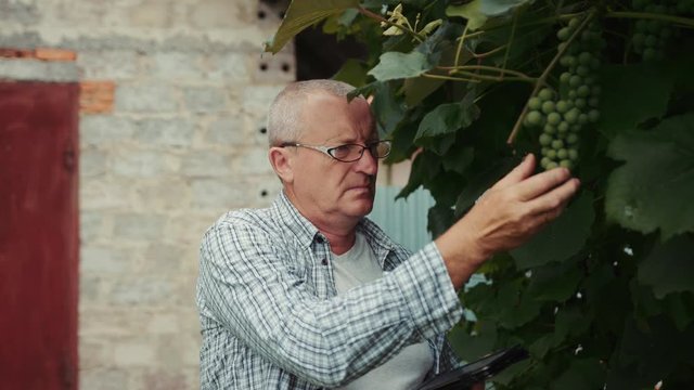 Portrait man farmer with glasses use tablet computer checking his grapes traceability and growing for the production agriculture green nature ripe technology vineyard business working leaf slow motion