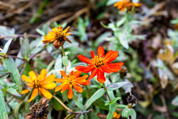Macro closeup of orange and yellow daisy zinnia flowers in garden showing detail and texture in autumn summer garden season wilting