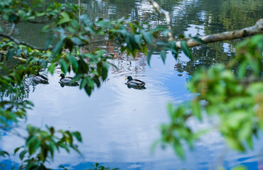 Focus ducks are swimming on lake or river in a park, soft blur green branches in front.