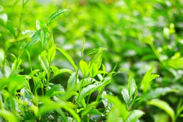 Close up The green tea leaves at tea plantation on blurred background, De focus