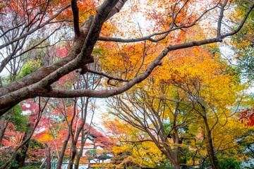 Autumn leaves , Colorful autumn foliage (Yellow Momiji) tree in Kyoto, Japan