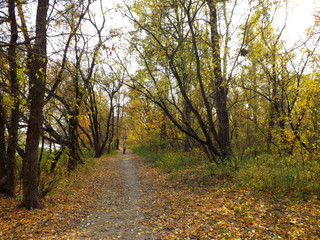 autumn in the park