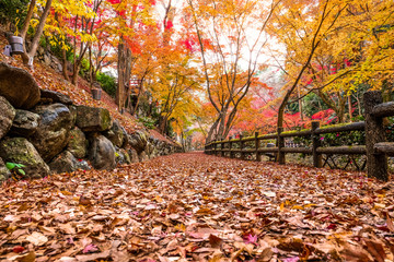 Autumn Landscape ,Yellow, orange and red Autumn trees and leaves ,Colorful foliage in the Autumn park at Kyoto ,Japan