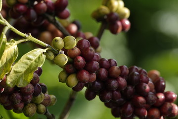 colorful coffee berries 