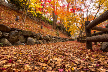 Autumn Landscape ,Yellow, orange and red Autumn trees and leaves ,Colorful foliage in the Autumn park at Kyoto ,Japan
