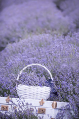 Vintage white suitcase and a white basket with lavender flo in a lavender field.