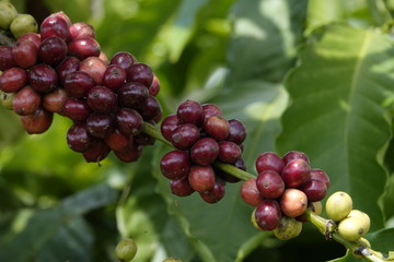 colorful coffee berries 