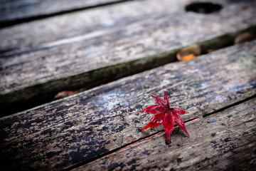  One red maple leaf on wooden background with leaf fall on a wooden , Single autumn red maple leaf.