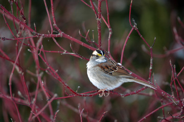 White-throated sparrow