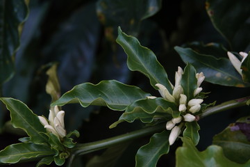 colorful coffee berries 