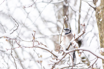 One blue jay Cyanocitta cristata bird sitting perched on tree branch during winter covered in snow in Virginia with snow flakes falling