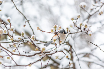 Closeup of one tufted titmouse titmice bird sitting perched on tree branch during heavy winter snow colorful in Virginia with flower buds
