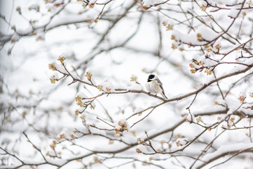 Closeup of one black-capped chickadee bird sitting perched on tree branch during heavy winter snow colorful in Virginia with flower buds