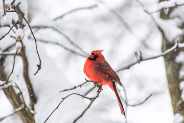 Closeup of vibrant red northern cardinal Cardinalis bird sitting perched on tree branch during winter snow colorful in Virginia