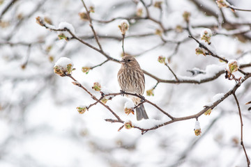 Closeup of one female house finch, Haemorhous mexicanus, bird sitting perched on tree branch during winter snow in Virginia snow flakes falling