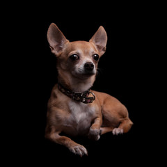 Chihuahua, 11 years old, on the black background