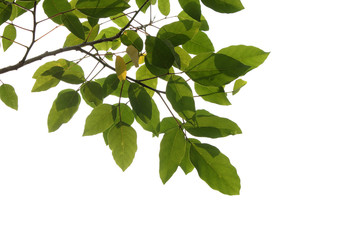 tree branch isolated on white background
