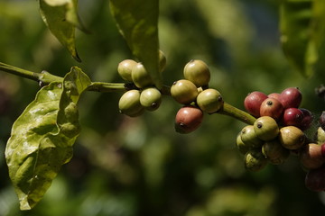 colorful coffee berries 