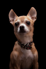 Chihuahua, 11 years old, on the black background