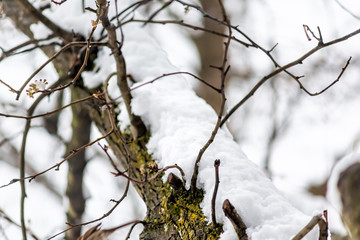 Cherry blossom tree closeup in forest high angle view of one thick trunk branch with snow covered brown wood in snowy Virginia