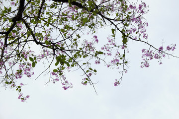 pink flowers blooming on tree branch