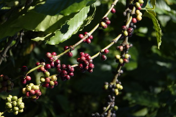 colorful coffee berries 