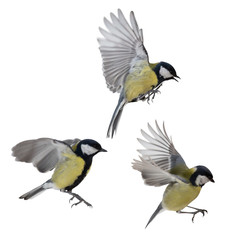 photo of three isolated great tit in flight