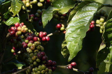 colorful coffee berries 