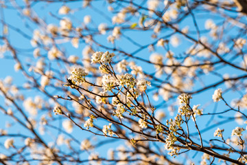 White cherry blossom sakura tree closeup with flower petals in spring springtime Washington DC Northern Virginia and branches blue sky background